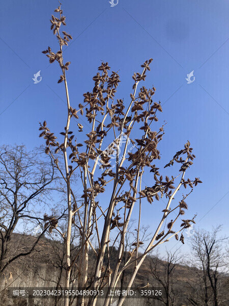 蒼耳