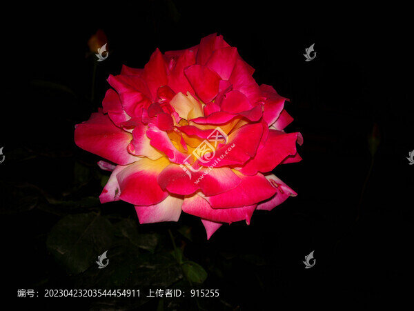 月季花