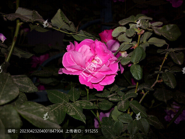 薔薇