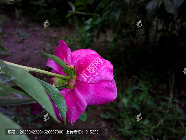 牡丹花