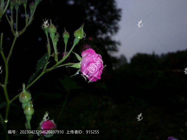 薔薇