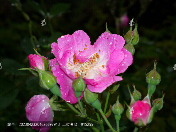 薔薇