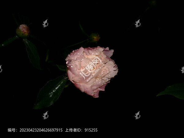 牡丹花