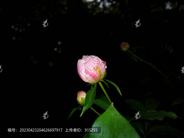 芍藥