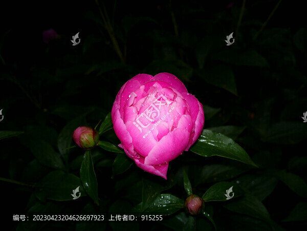 芍藥
