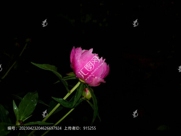 芍藥