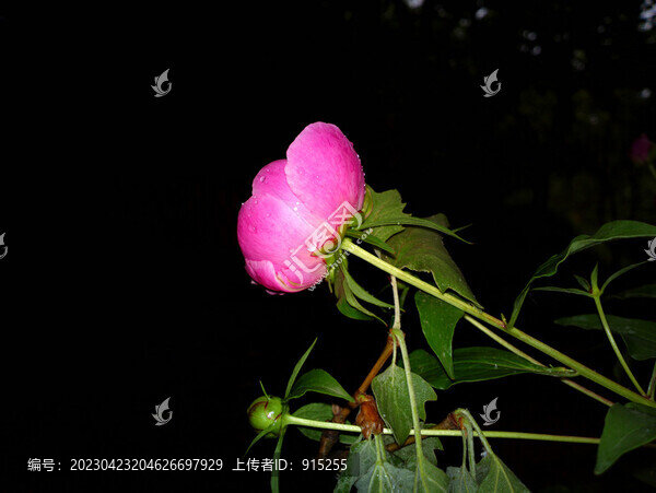 芍藥