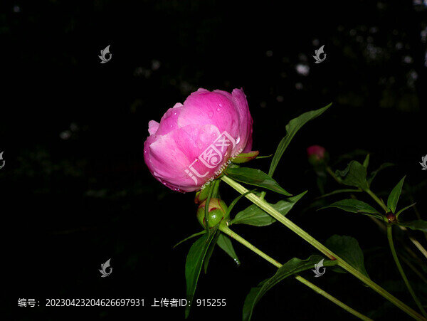 牡丹花