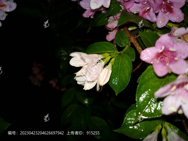 錦帶花