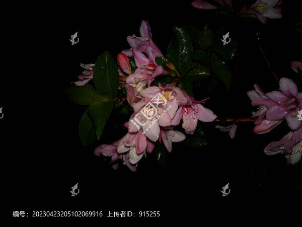 錦帶