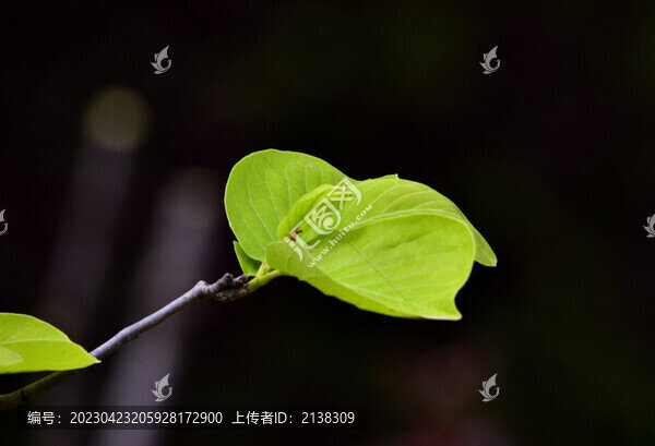 綠葉