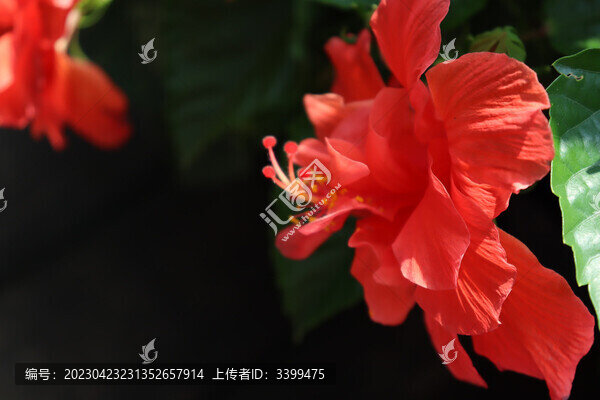 重瓣朱槿