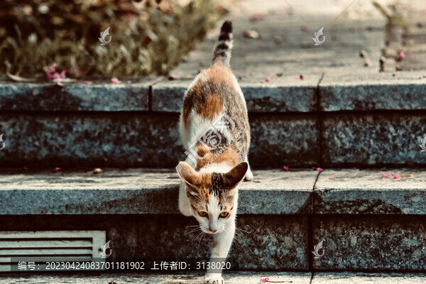 公園貓