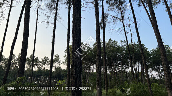 松樹剪影