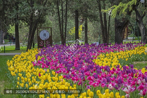 公園郁金香一角