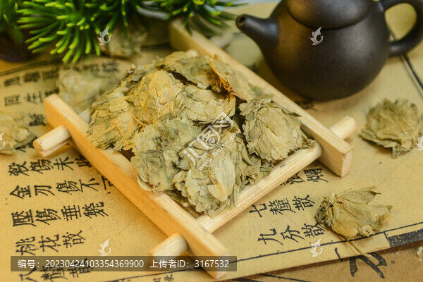 啤酒花