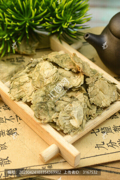 啤酒花