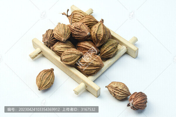 中草藥砂仁
