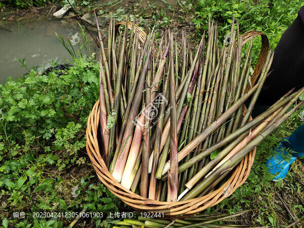 山竹筍