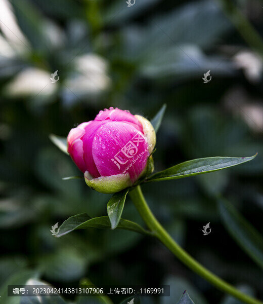 粉芍藥