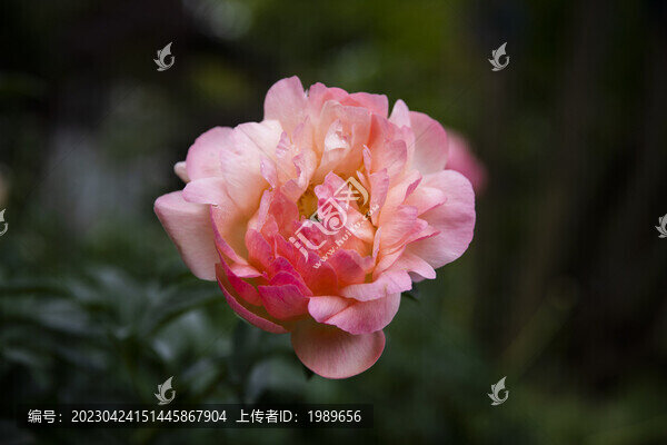 牡丹花開