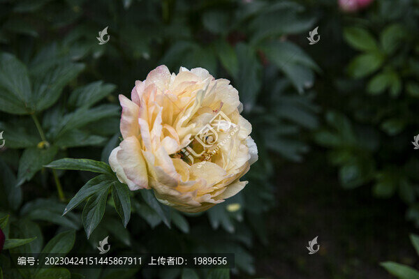 一株牡丹花