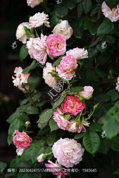 薔薇花