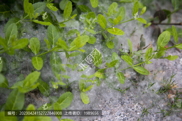 草地里的柳絮