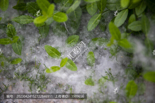 草地里的柳絮