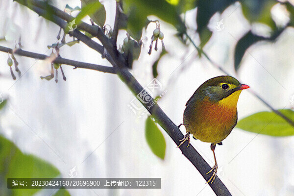 紅嘴相思鳥