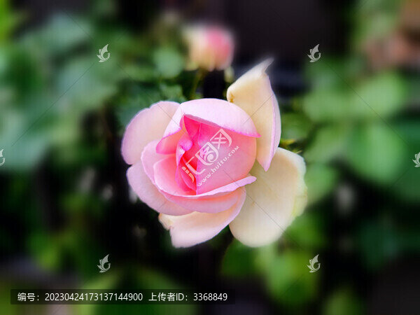 月季花