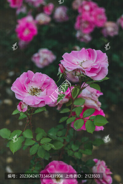 月季花開放特寫