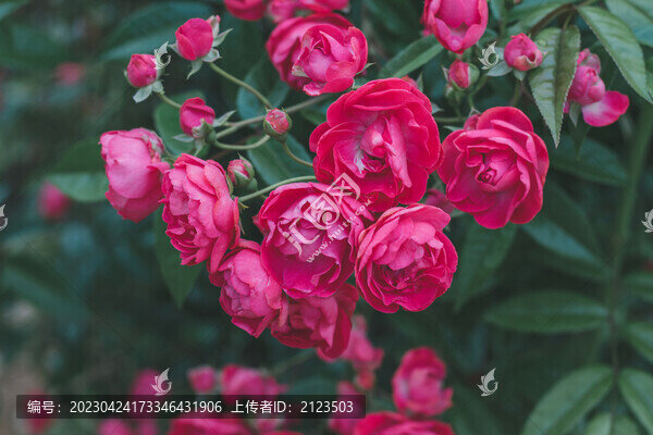月季花叢