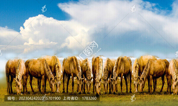 草原風(fēng)光