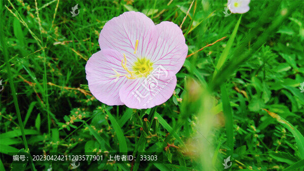 草地花朵