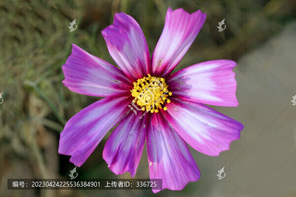 藏區(qū)格桑花花朵
