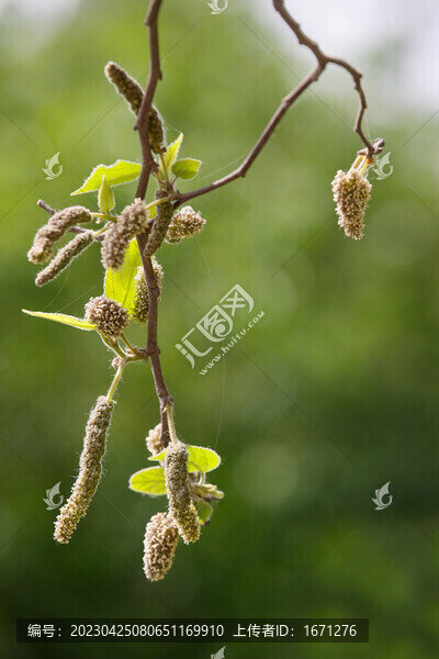 構(gòu)樹(shù)花