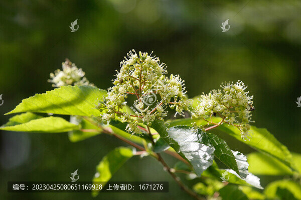 茶條槭花