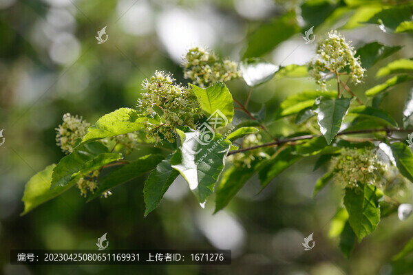 茶條槭花
