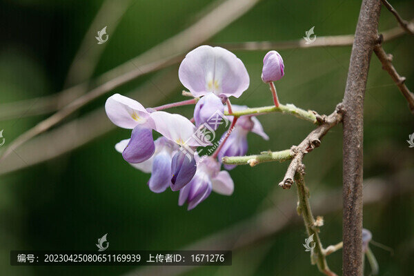 紫藤花