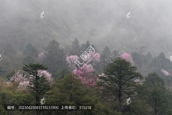 美姑縣大風(fēng)頂霧中辛夷花