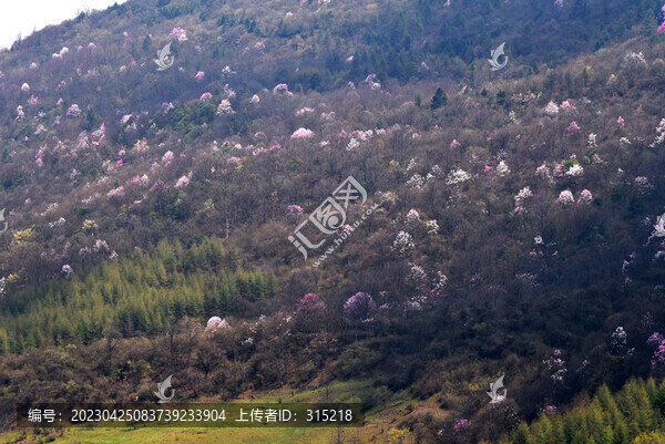 美姑縣大風(fēng)頂霧中辛夷花