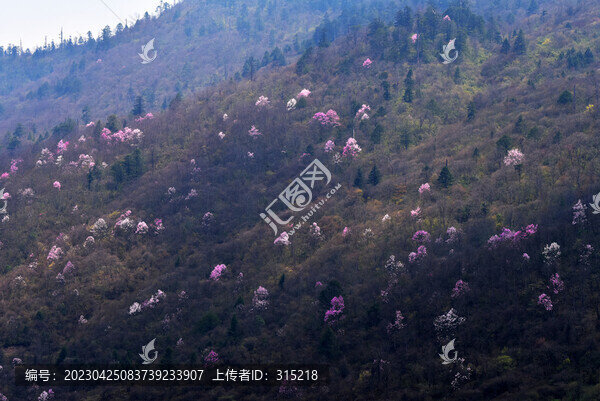 美姑縣大風頂自然保護區(qū)辛夷花