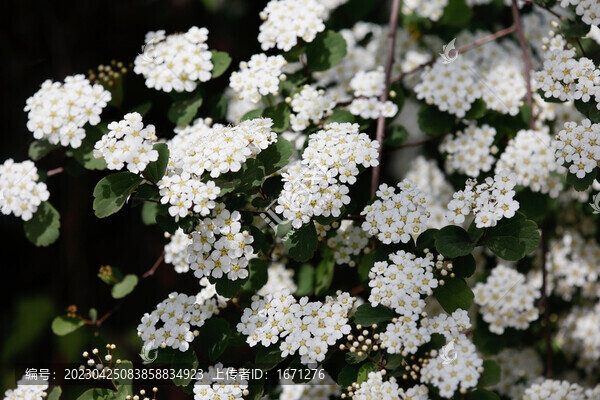 麻葉繡線(xiàn)菊