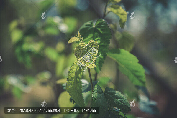 桑葉