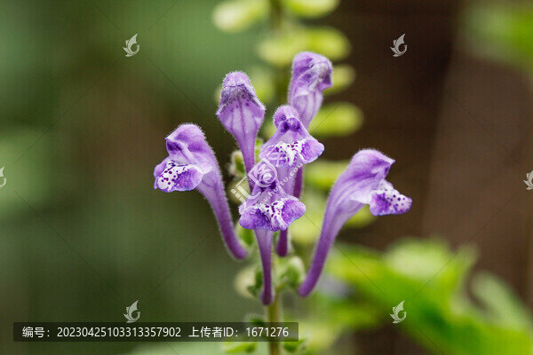 韓信草