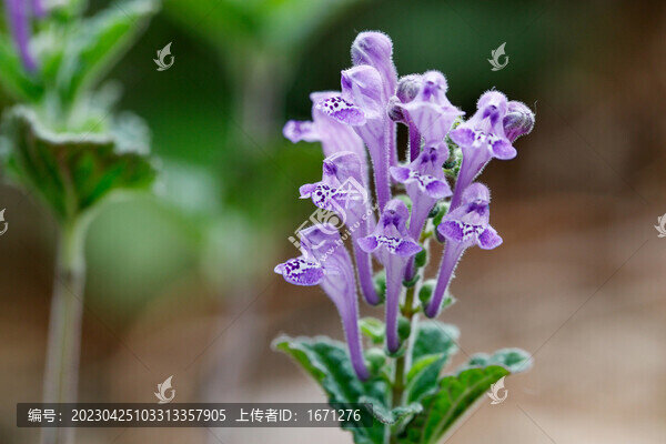 韓信草