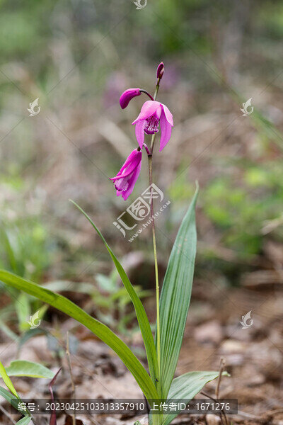 白芨花