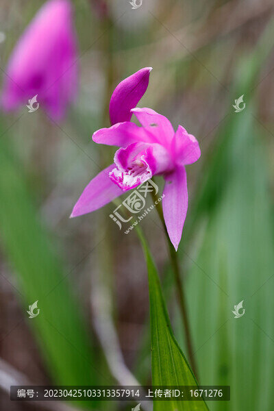 白芨花