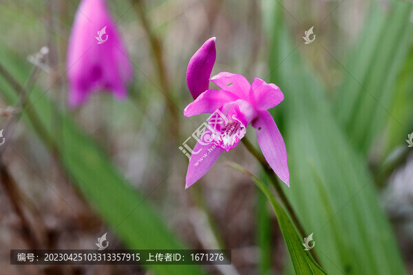 白芨花